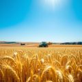 exporturile de grau, productia agricola 2024